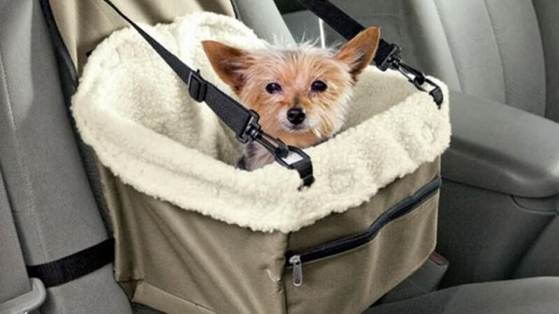 Сумки для подорожей з тваринами